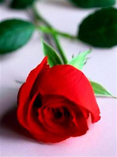 afshen&nbsp;alengad